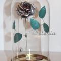 Rose Nespresso Belle et la Bête
